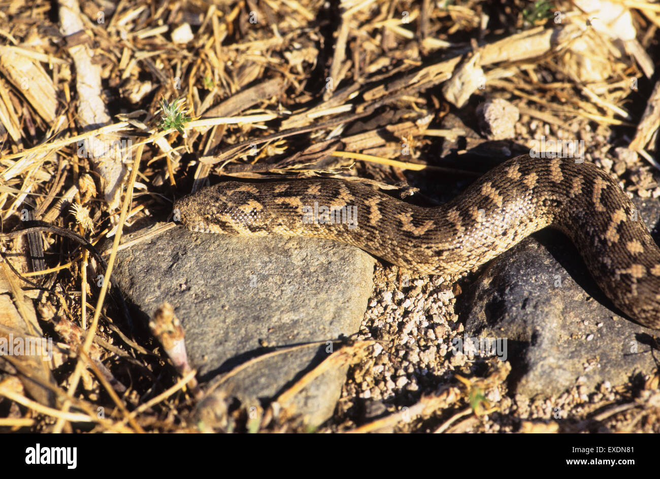 Sand-Boa (Eryx Jaculus) Lesbos Griechenland Stockfoto