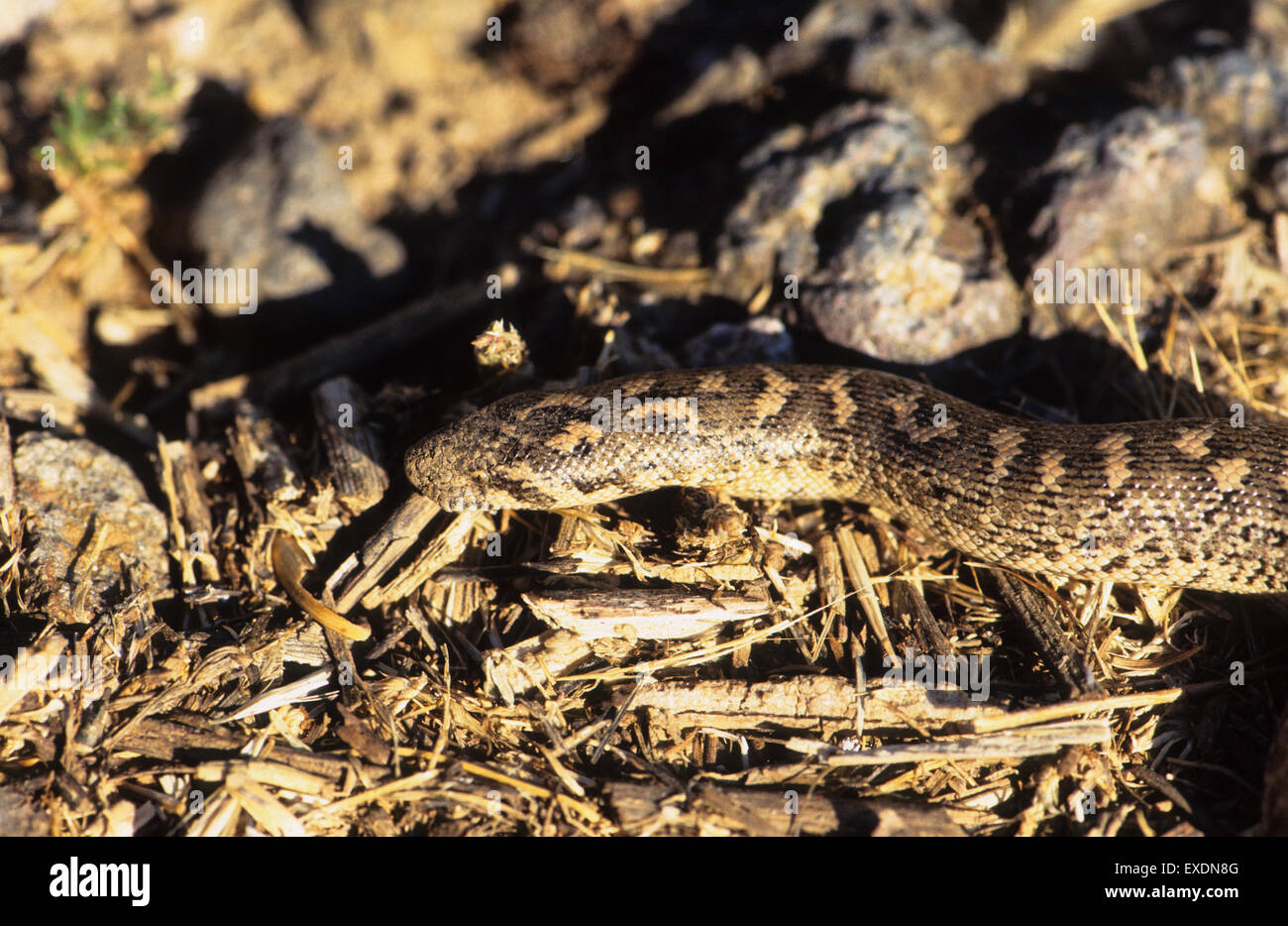 Sand-Boa (Eryx Jaculus) Lesbos Griechenland Stockfoto