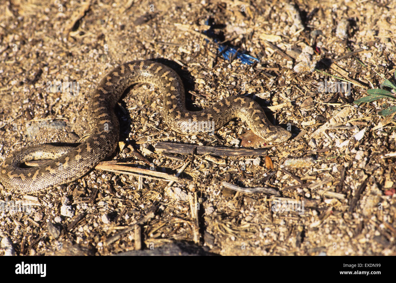 Sand-Boa (Eryx Jaculus) Lesbos Griechenland Stockfoto