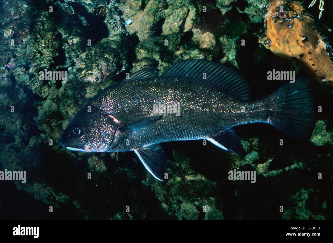 Braune dürftig, Sciaena Umbra,, Sciaenidae, Mittelmeer Stockfoto