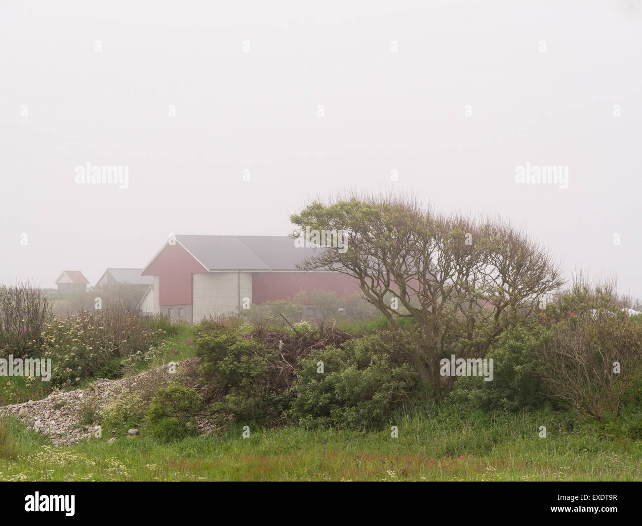Jæren Norwegen, flache Agrarlandschaft, Nebel, Wirtschaftsgebäude und ein Baum vom Wind geformt Stockfoto