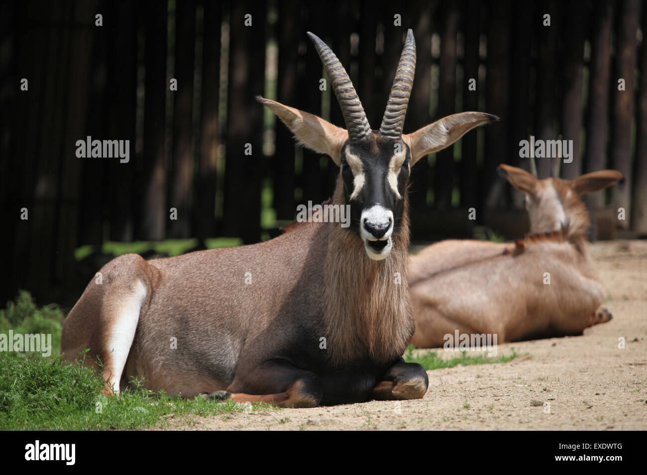 Roan Antilope (Hippotragus Spitzfußhaltung) im Zoo von Liberec in Nordböhmen, Tschechien. Stockfoto