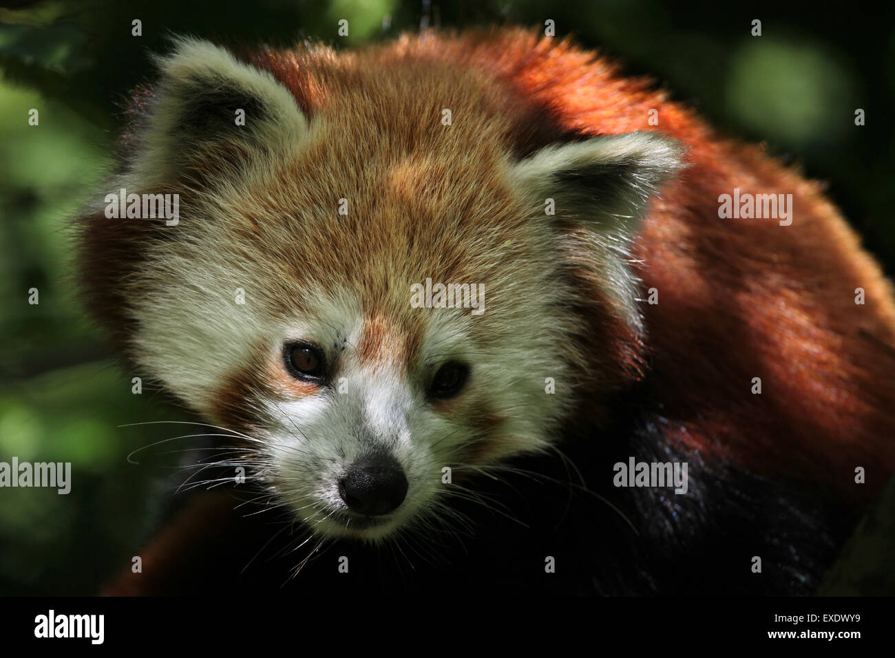 Westliche Katzenbär (Ailurus Fulgens Fulgens) im Zoo von Liberec in Nordböhmen, Tschechien. Stockfoto