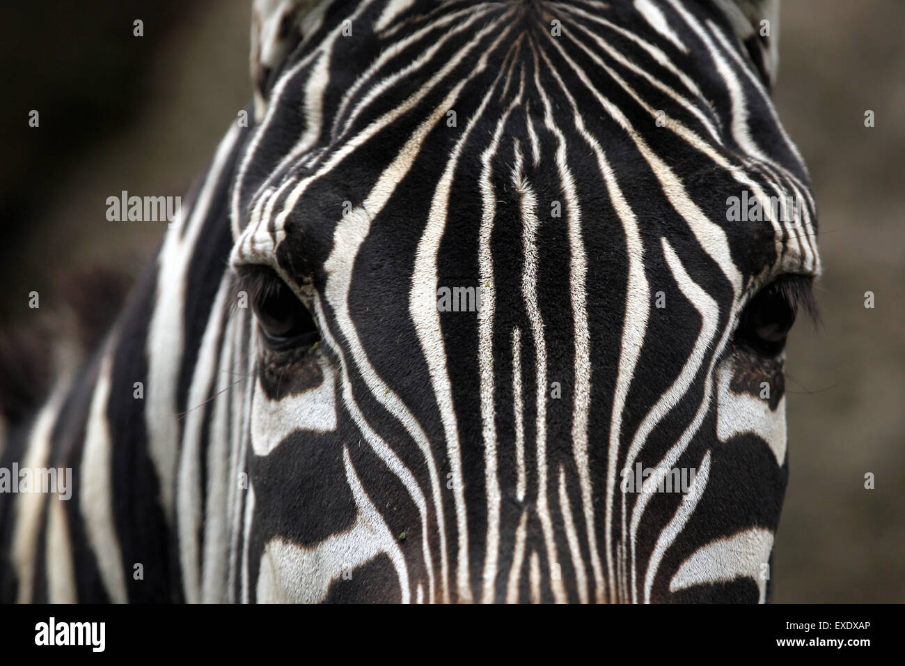 Maneless Zebra (Equus Quagga Borensis) Haut Textur. Tierwelt Tier. Stockfoto