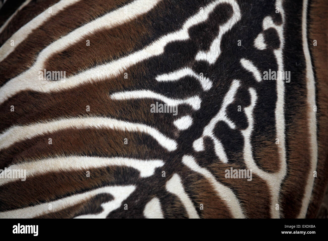 Maneless Zebra (Equus Quagga Borensis) Haut Textur. Tierwelt Tier. Stockfoto