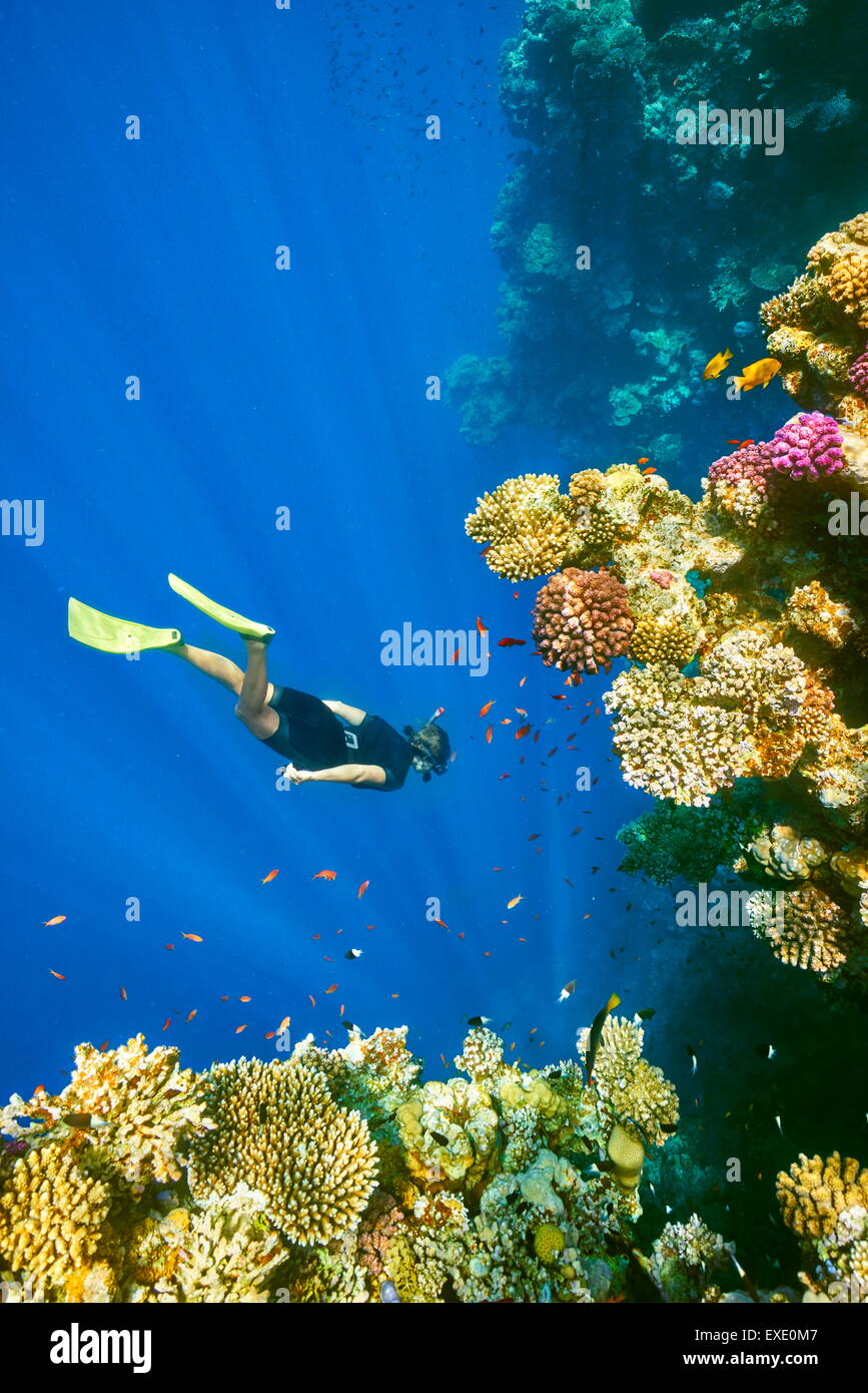 Frau Schnorcheln Unterwasser, Korallenriff, Blue Hole in Dahab, Rotes Meer, Ägypten Stockfoto