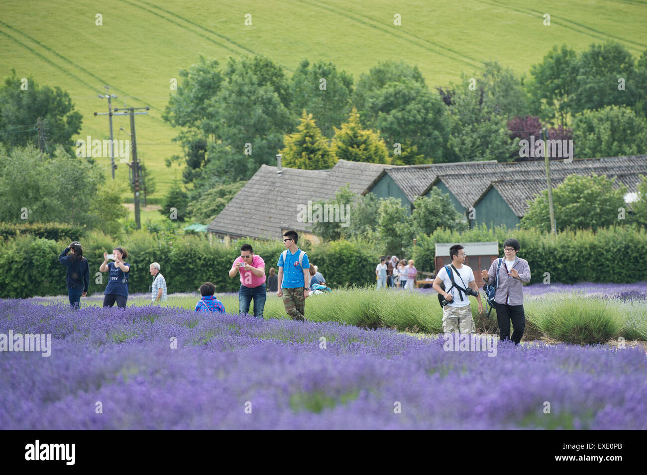 Asiatische Touristen fotografieren vor Lavendel bei Snowshill Bauernhof Gloucestershire, England Stockfoto