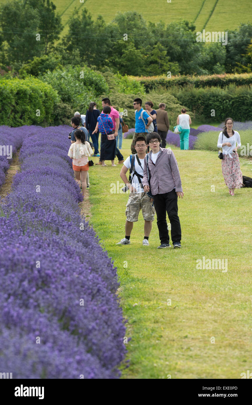 Asiatische Touristen fotografieren vor Lavendel bei Snowshill Bauernhof Gloucestershire, England Stockfoto