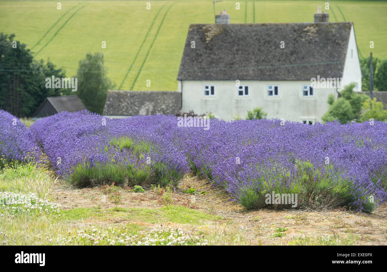 Lavendelfelder am Snowshill Bauernhof Gloucestershire, England Stockfoto