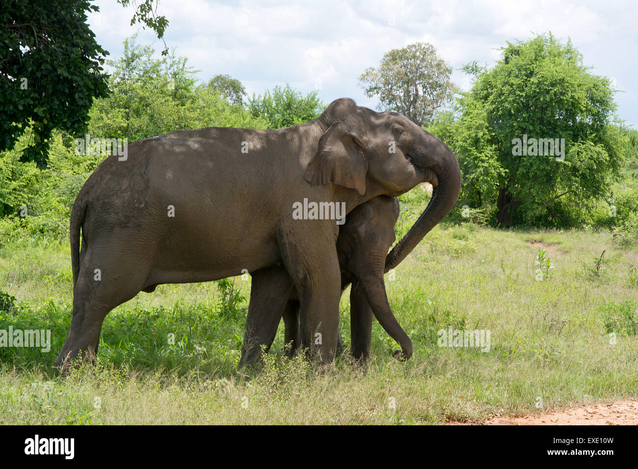 Wilde Elefanten InUdawalawe Nationalpark, Sri Lanka Stockfoto