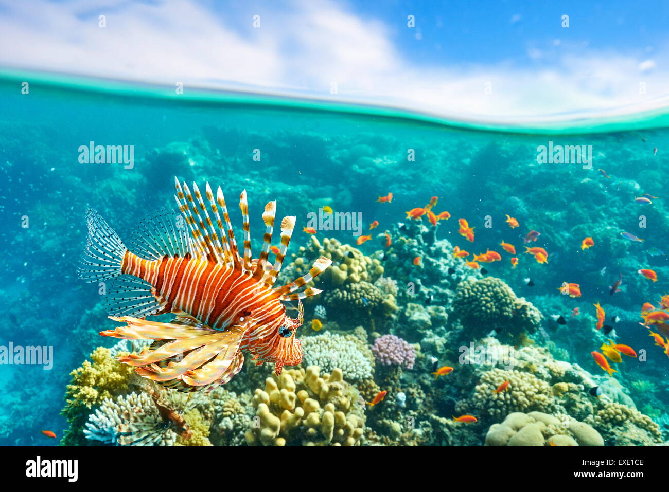 Feuerfische über Riff, Pterois Volitans, Dahab, Sinai, Rotes Meer, Ägypten Stockfoto