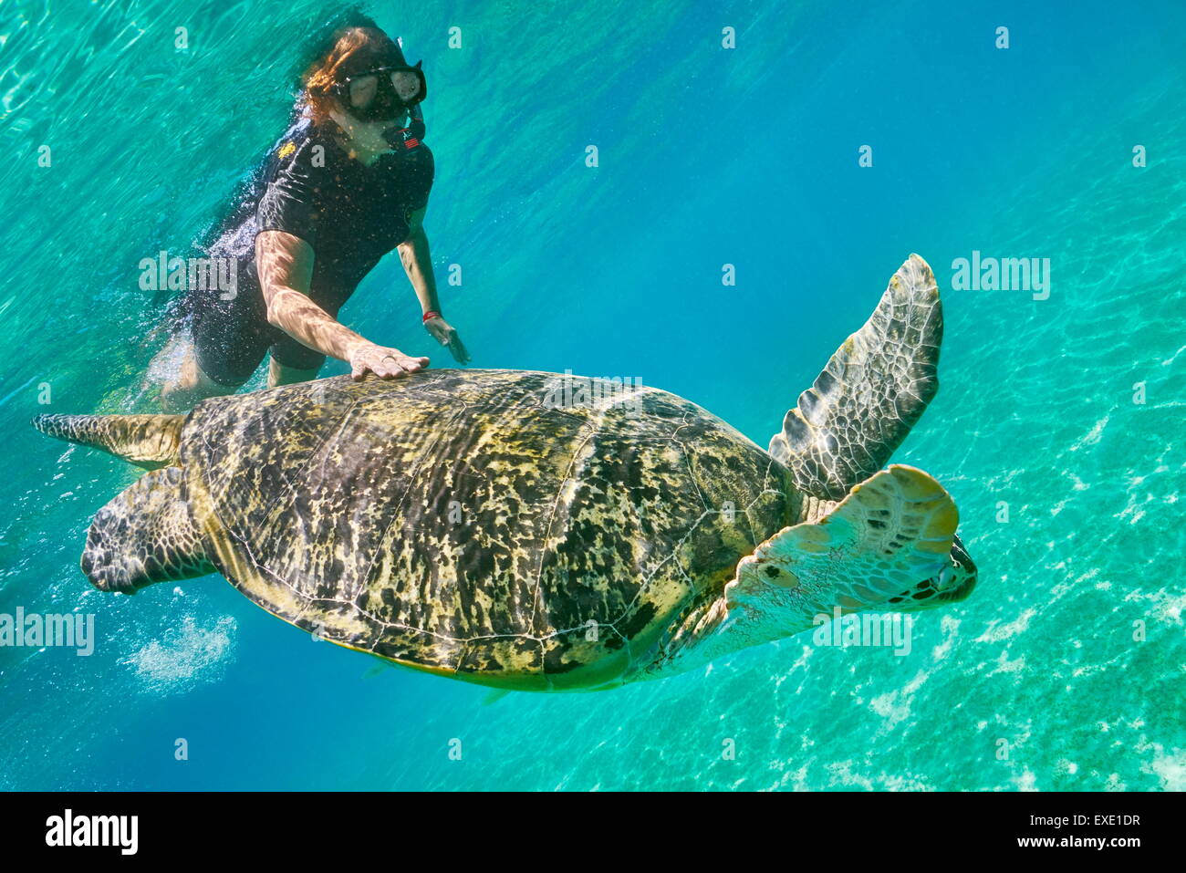 Unterwasser-Blick auf grünen Meeresschildkröte und eine junge Frau, Marsa Alam, Abu Dabbab Bay, Rotes Meer, Ägypten Stockfoto