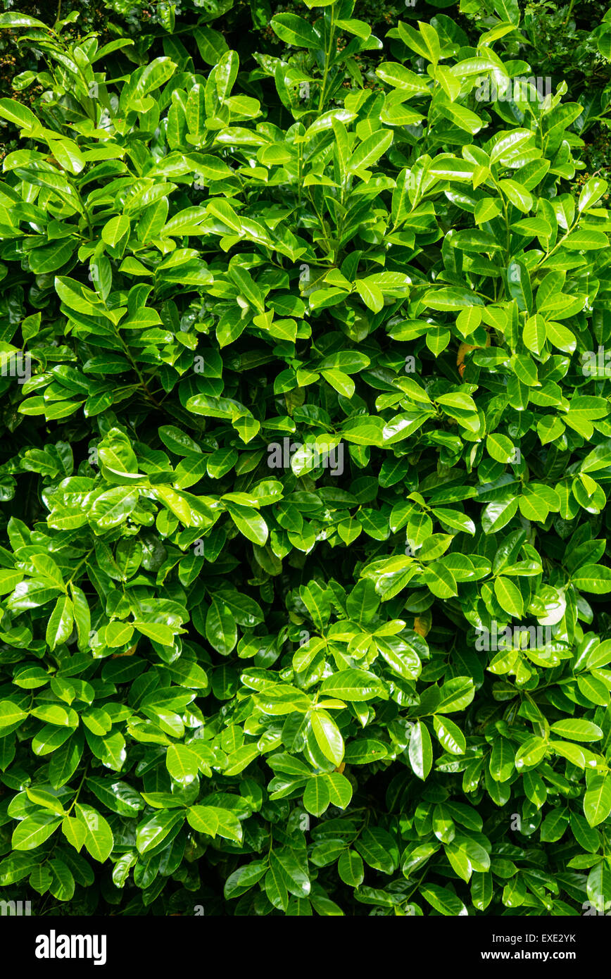 Vertikales Bild Sicherungsbeziehung Lorbeer Prunus Laurocerasus hautnah Stockfoto