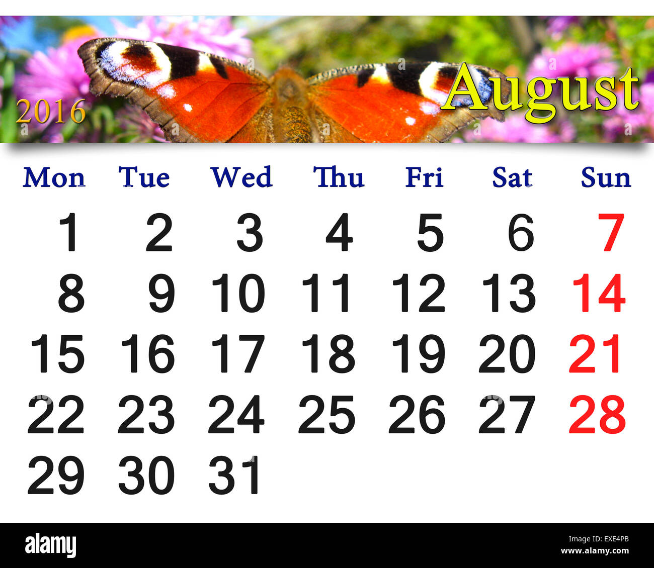 schöne Kalender für August 2016 mit Bild des Schmetterlings von Pfau Auge Stockfoto