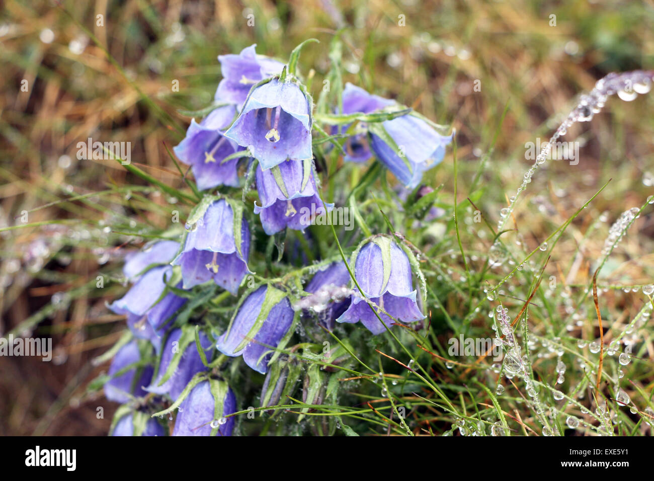 Campanula Alpina Makro. Die Karpaten Bergblumen Stockfoto