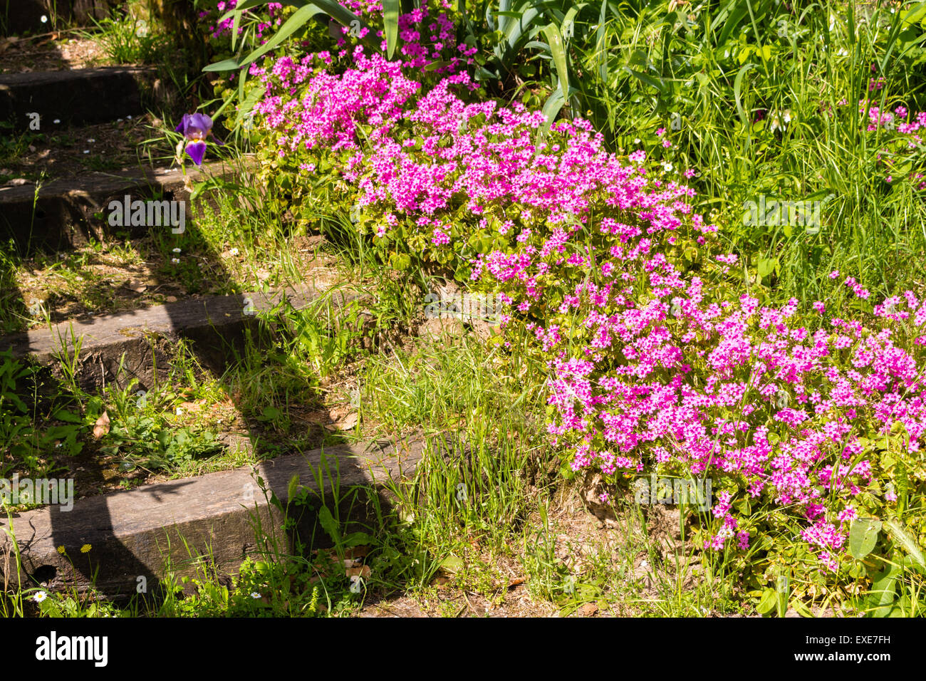 Steintreppen mitten in Fuchsia und weißen Blüten und üppigen Pflanzen mit lebendigen grünen Blättern führt zu den Ruinen einer alten italienischen Festung in eine bezaubernde Atmosphäre der historischen Erinnerungen Stockfoto