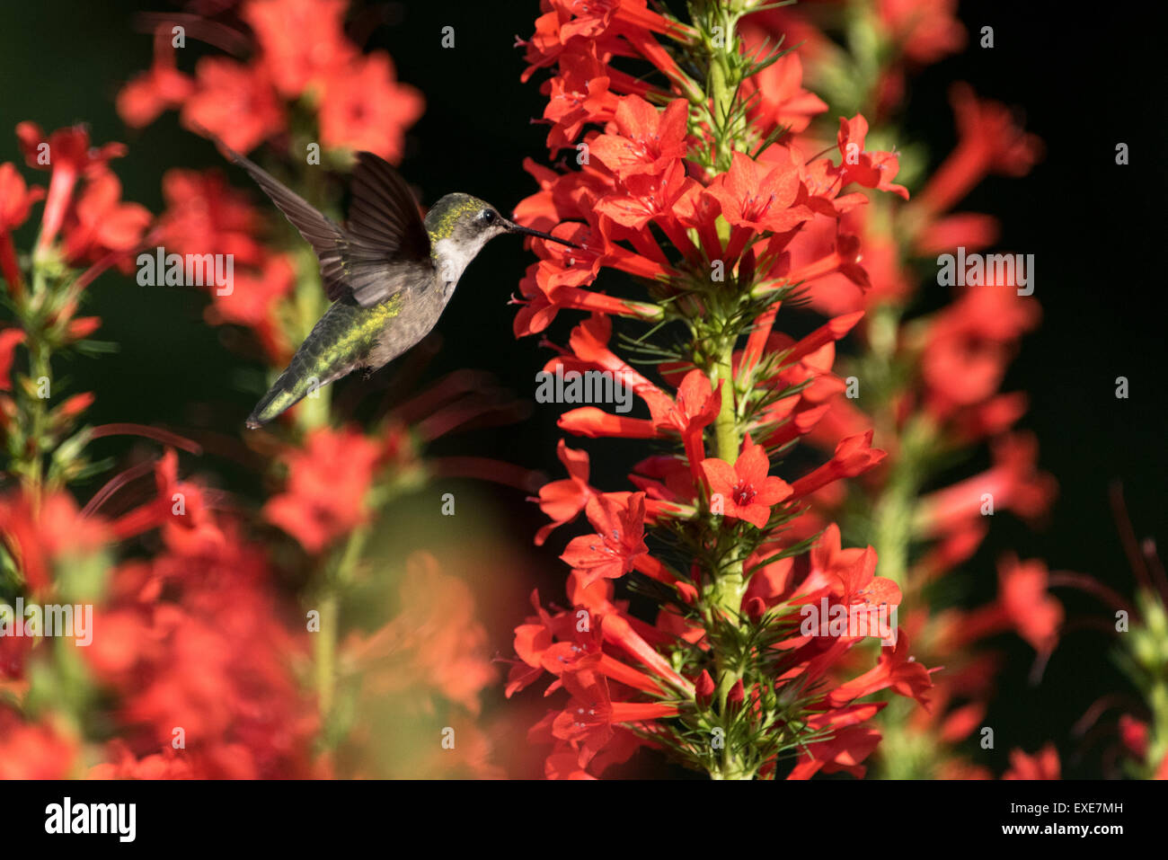 Frau Ruby – Throated Kolibri (Archilochos Colubris) mit ständigen Cypress Blumen (Ipomopsis Rubra). Stockfoto
