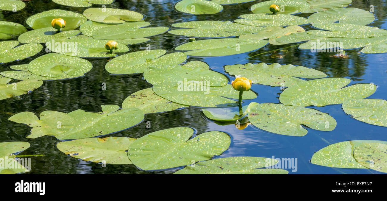 Gelbe Teich-Lilie (Teichrosen Variegata) Stockfoto