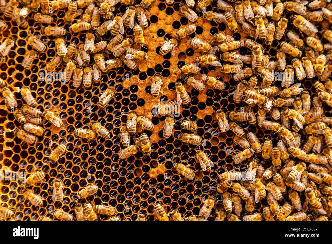 Bienen auf Honigwabe Stockfoto