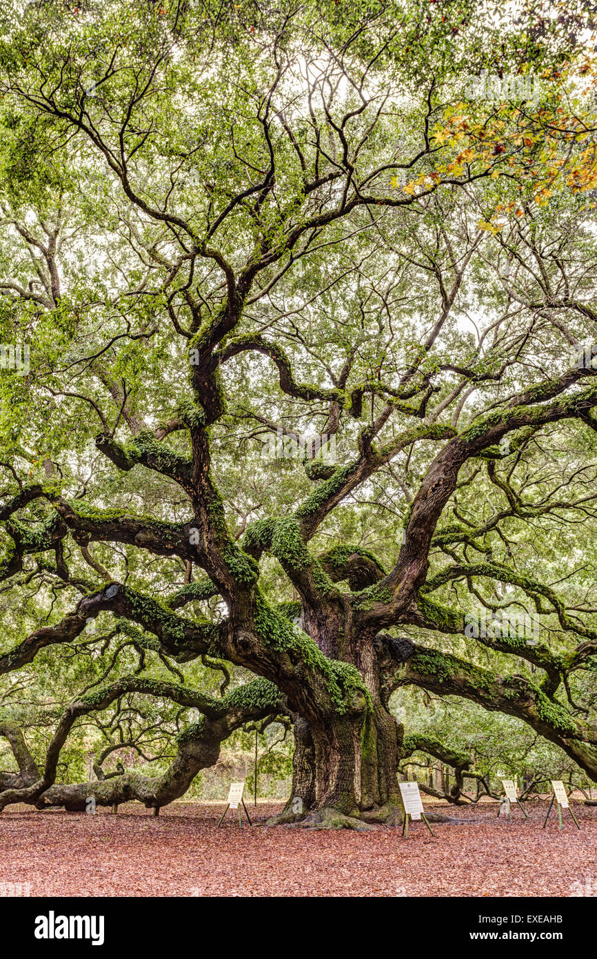 Angel-Oak Baumkronen auf Johns Island in South Carolina. Stockfoto