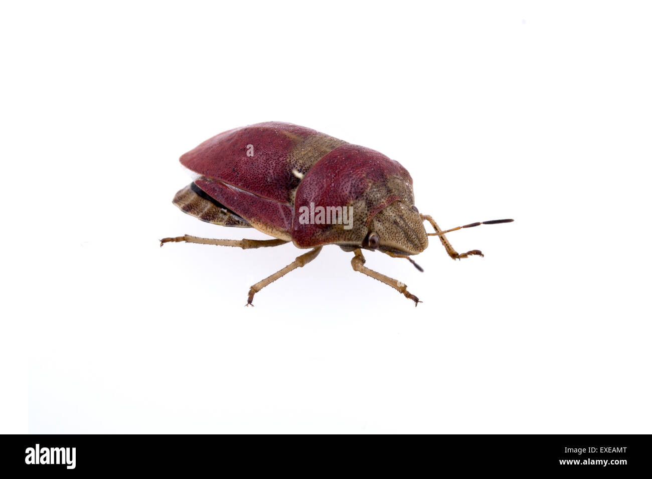 Schöne Schlehe Bug auf weißem Hintergrund Stockfoto