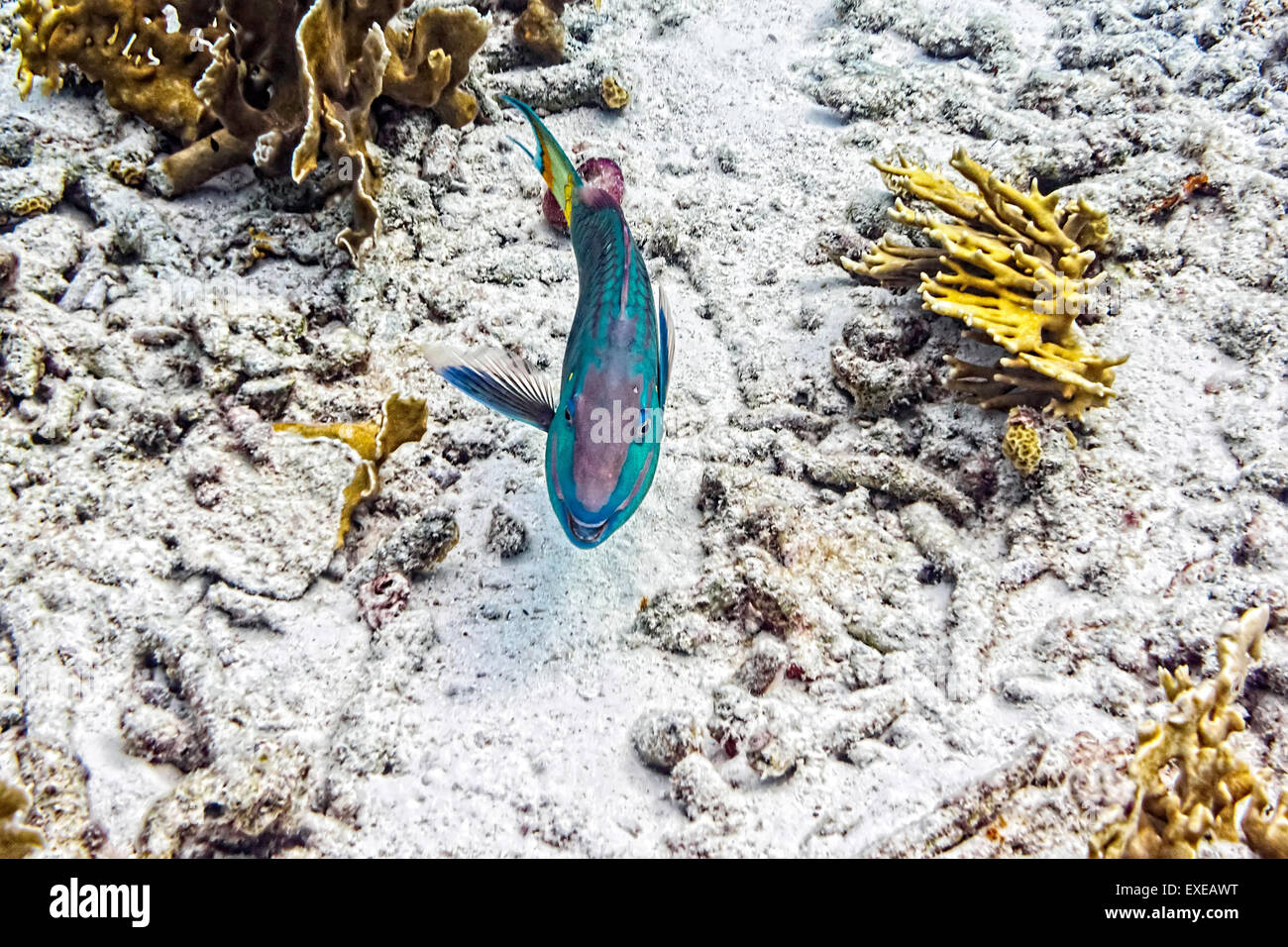 Stoplight Papageienfisch terminal phase Kreuzfahrt auf Sharons Gelassenheit, Bonaire Stockfoto