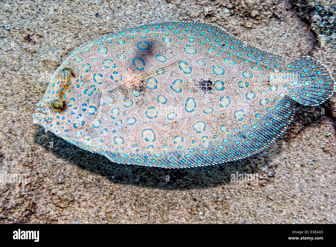 Peacock Flunder Schwimmen entfernt im Bari Reef, Bonaire Stockfoto