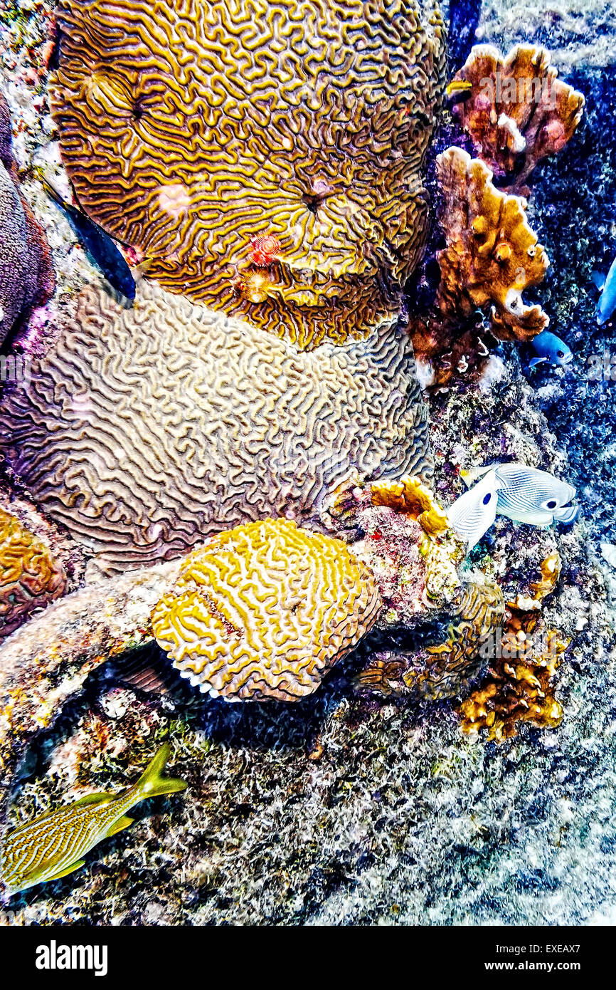 Foureye Butterflyfishes herumschwimmen Gehirn Korallen und Feuer Korallen am Riff von Bari in Bonaire Stockfoto