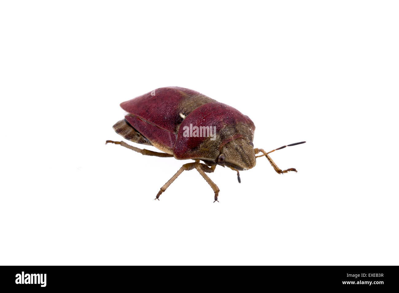 Schöne Schlehe Bug auf weißem Hintergrund Stockfoto