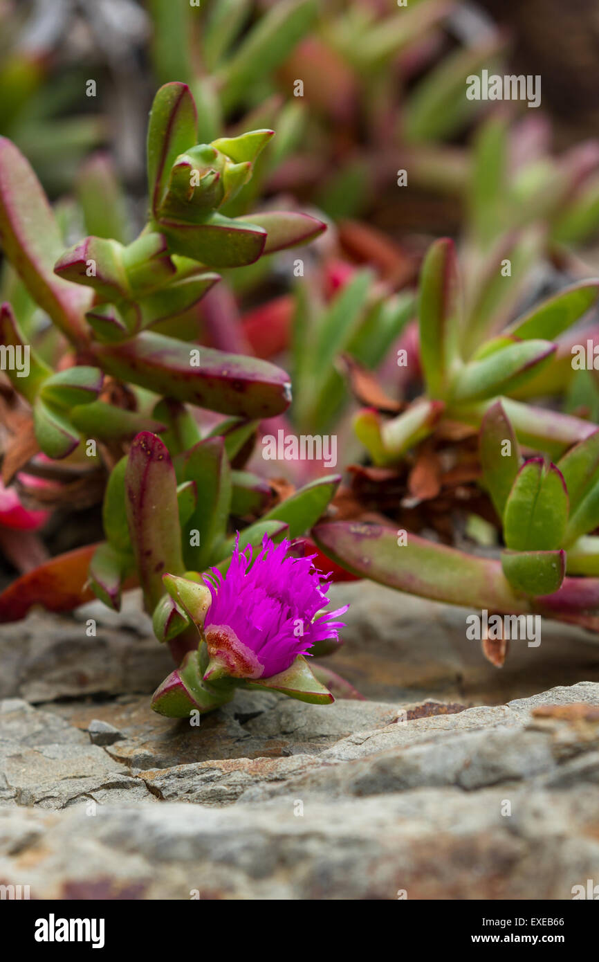 Coastal Bodendecker Sukkulenten in der kalifornischen Küste Stockfotografie  - Alamy