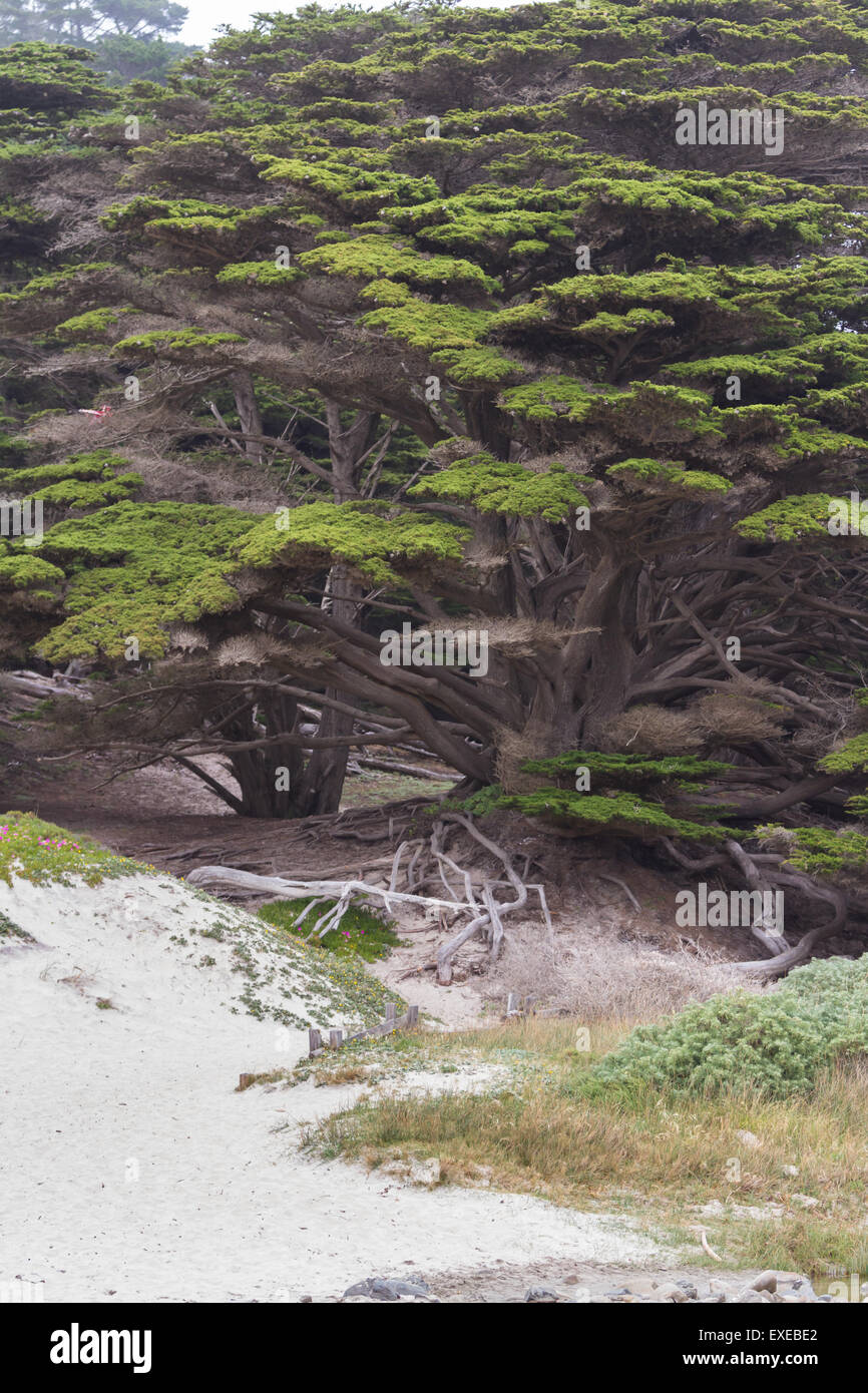 Küsten Bäume in Big Sur, Kalifornien, eine sehr große Zypresse, die ähnelt einem bonsai Stockfoto