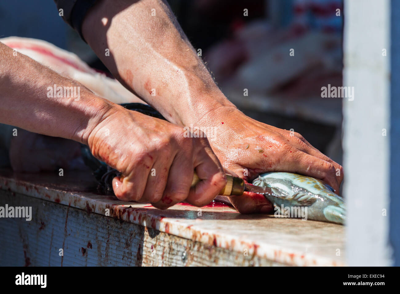 Nahaufnahme von einem mans Hand mit Geschick und einem scharfen Messer sauber frisch gefangener Fisch in Kalifornien Stockfoto