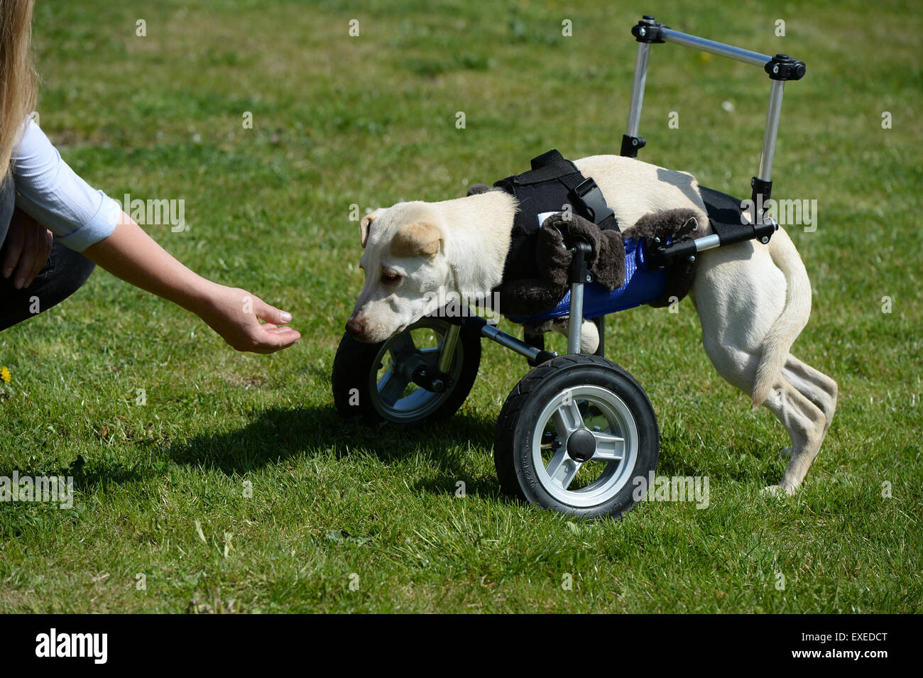 Riedshausen, Deutschland. 23. April 2015. Petra Rapp erstreckt sich eine  Hand auf ihren behinderten Mischlingshund Luisa, die auf eine Gehhilfe in  Riedshausen, Deutschland, 23. April 2015 liegt. Da der Hund ohne Vorderbeine