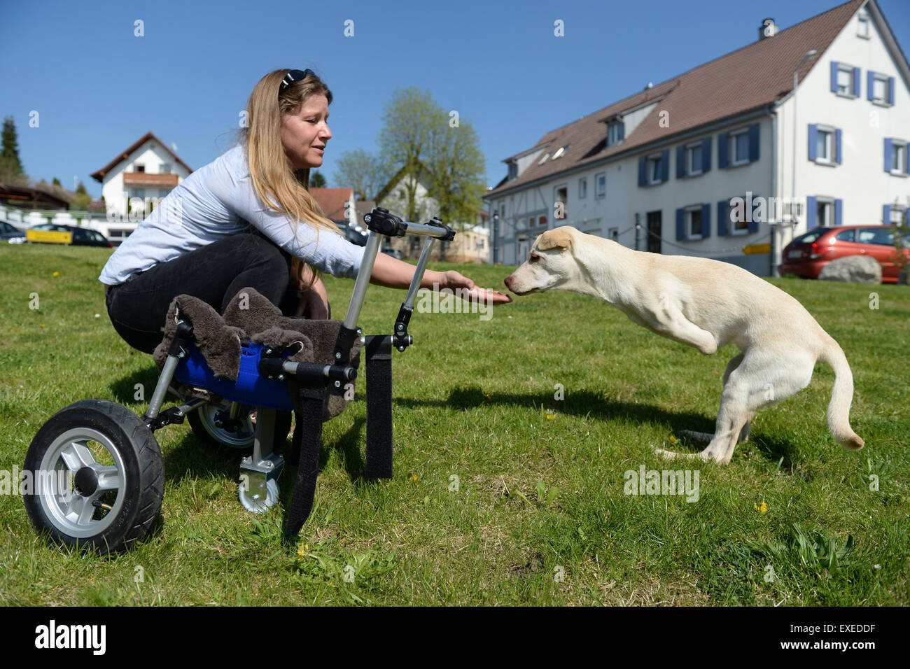 Rollstuhl Hund Vorderbeine