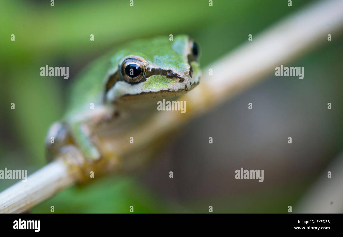 Elkton, Oregon, USA. 12. Juli 2015. Eine kleine pazifische Laubfrosch klammert sich an einem Pflanzenstängel in einem Sumpfgebiet in der Nähe von Elkton im südwestlichen Oregon. © Robin Loznak/ZUMA Draht/Alamy Live-Nachrichten Stockfoto
