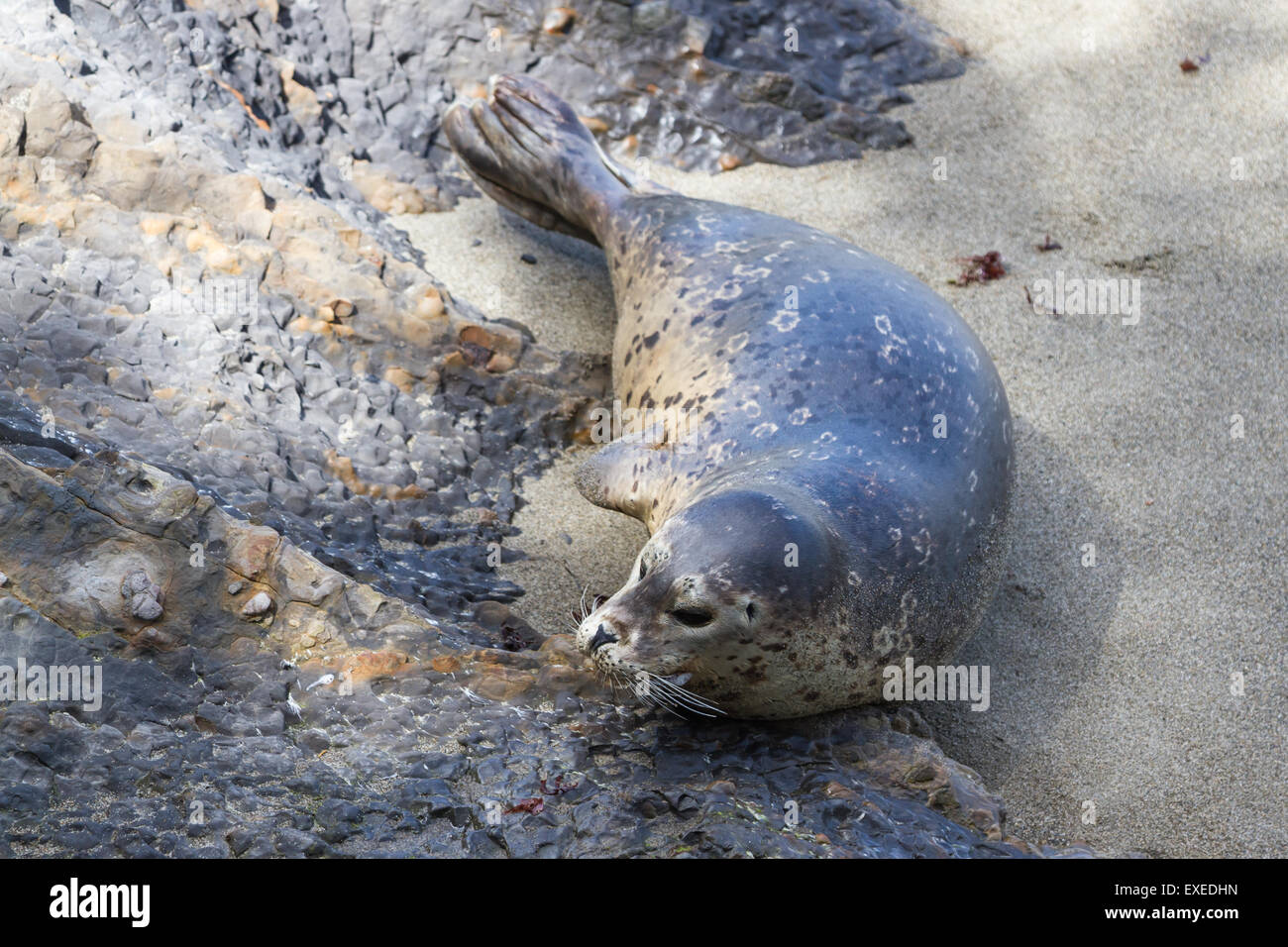 Nahaufnahme einer Dichtung an der kalifornischen Küste an einem sonnigen Tag Stockfoto