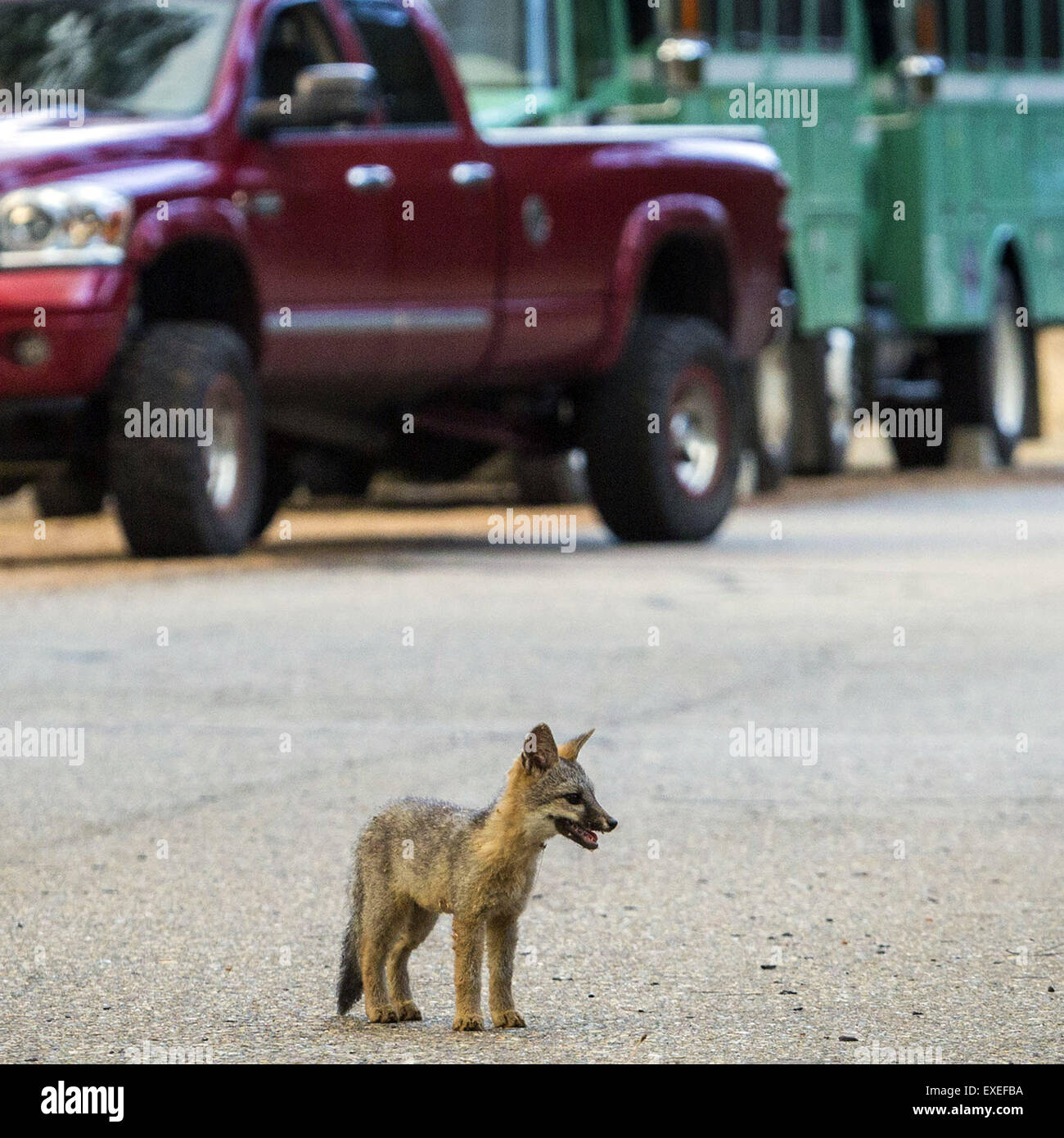 Groveland, Kalifornien, USA. 29. Juli 2015. Ein junger Fuchs steht auf Sprague Rd E während dem Brand Creek in der Nähe des Yosemite Gateway Gemeinde Groveland, Kalifornien. CalFire Flugzeuge begann fallen feuerhemmenden auf Flammen kurz danach das Feuer begann um ca. 16:30 © Tracy Barbutes/ZUMA Wire/ZUMAPRESS.com/Alamy Live-Nachrichten Stockfoto