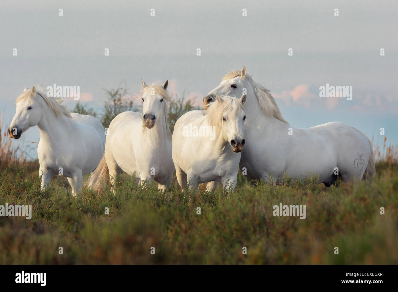 Kleine Herde der Camargue-Pferde, Camargue, Frankreich Stockfoto