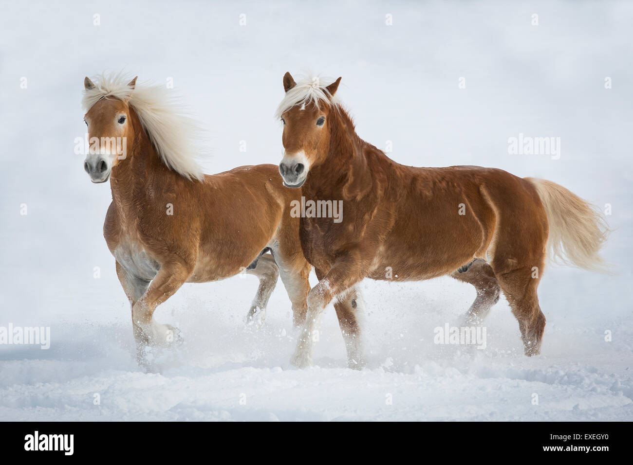 Haflingerpferde im Schnee, Tirol, Österreich Stockfoto