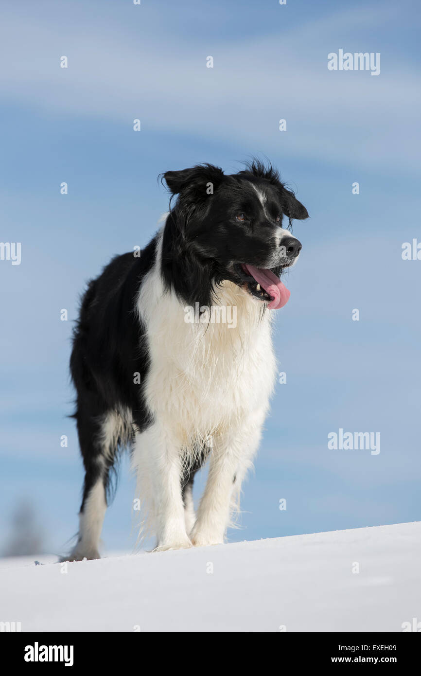 Border Collie im Schnee, Tirol, Österreich Stockfoto