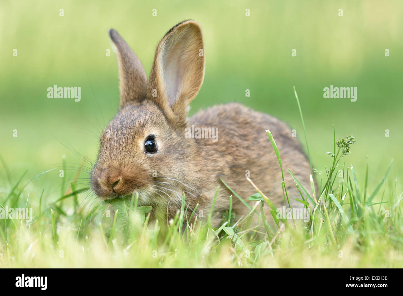 Kaninchen, Inland, Mischling mit deutschen Riesen, die Fütterung auf einer Wiese, Sachsen, Deutschland Stockfoto