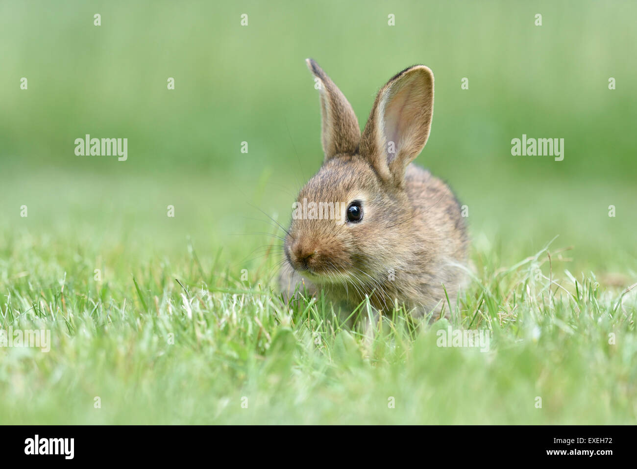 Kaninchen, Inland, Mischling mit deutschen Riesen, auf einer Wiese, Sachsen, Deutschland Stockfoto