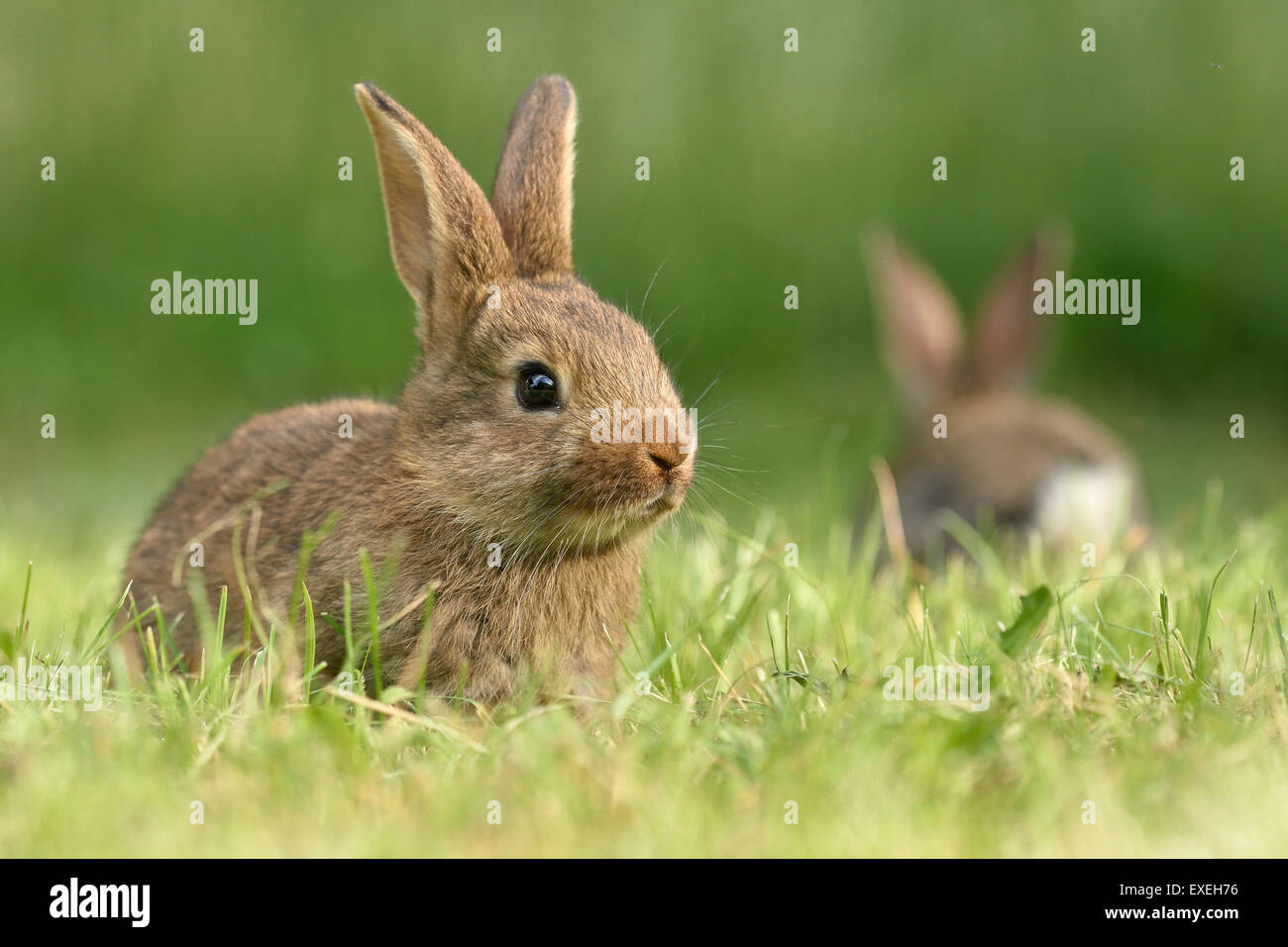 Kaninchen, Inland, Mischling mit deutschen Riesen, auf einer Wiese, Sachsen, Deutschland Stockfoto