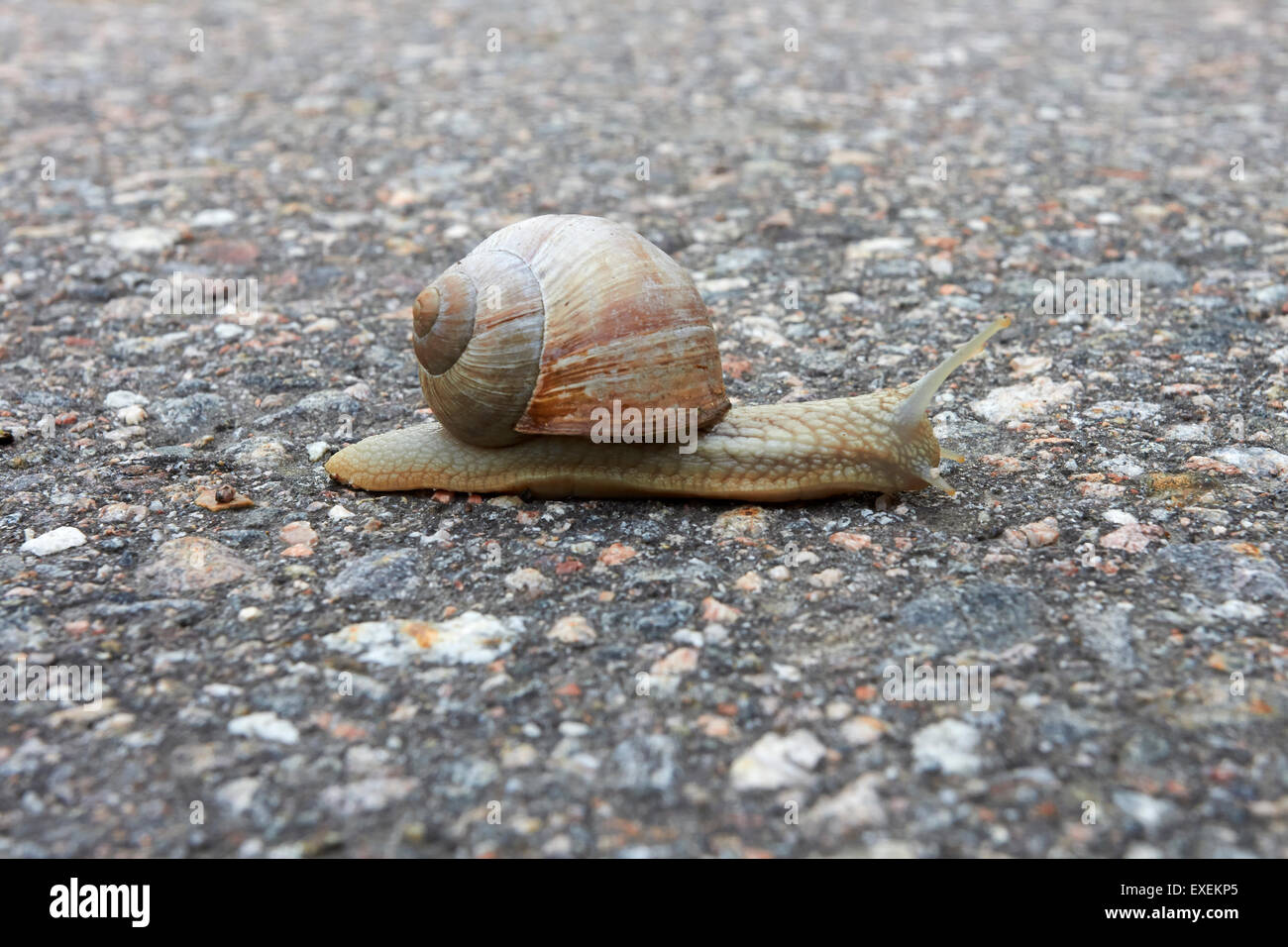 Helix Pomatia, Burgunder Schnecken, römische Schnecke, essbare Schnecken, Schnecken Stockfoto
