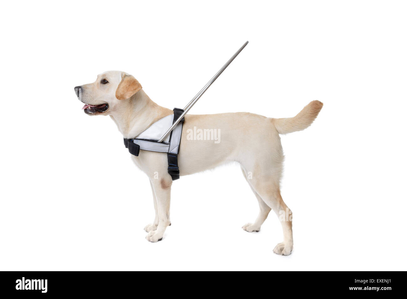 Blindenhund für blinde ausgeschnitten isoliert auf weißem Hintergrund Stockfoto