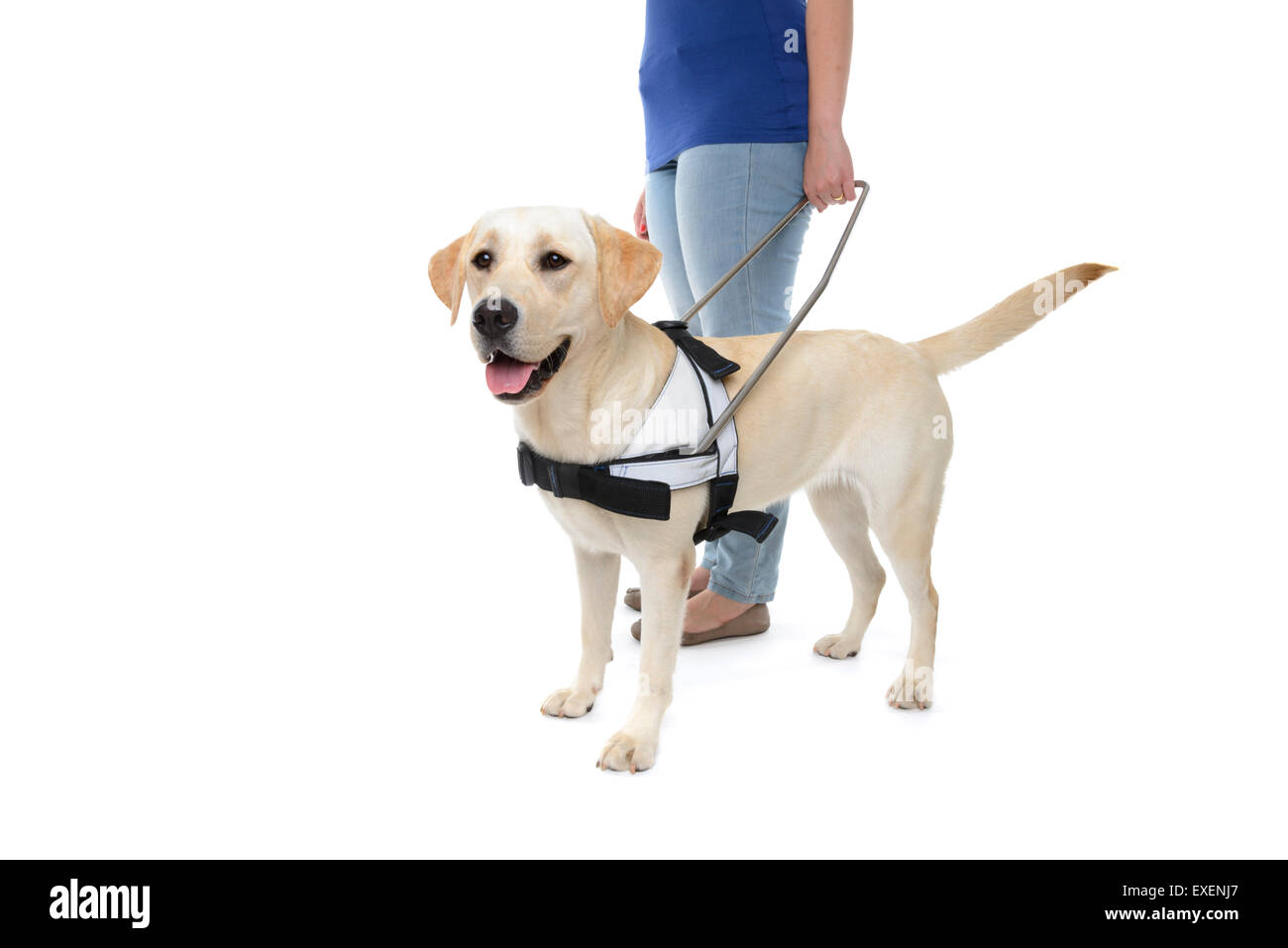 Person neben einem Blindenhund für blinde ausgeschnitten isoliert auf weißem Hintergrund Stockfoto