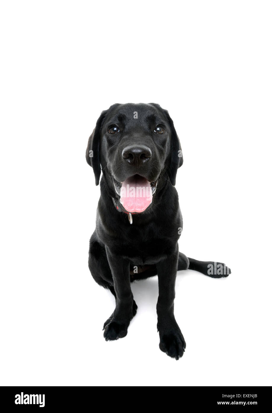 Schwarzer Labrador Retriever Blick in die Kamera, die isoliert auf weißem Hintergrund ausschneiden Stockfoto