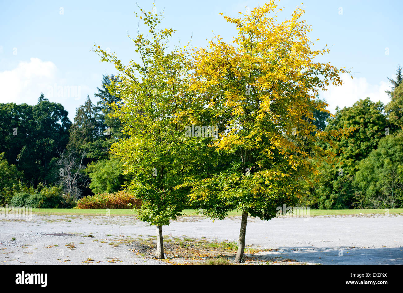 Zwei Baum mit grünen und gelben Farbe im Herbst Stockfoto