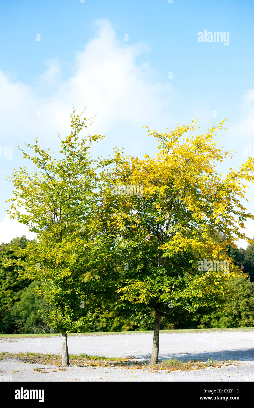 Zwei Baum mit grünen und gelben Farbe im Herbst Stockfoto