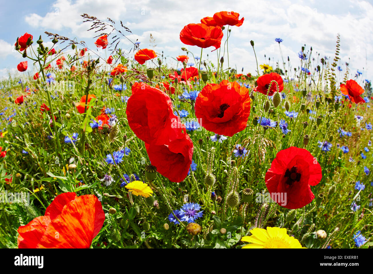 Roten Feld Mohn und blauen Kornblumen. Stockfoto